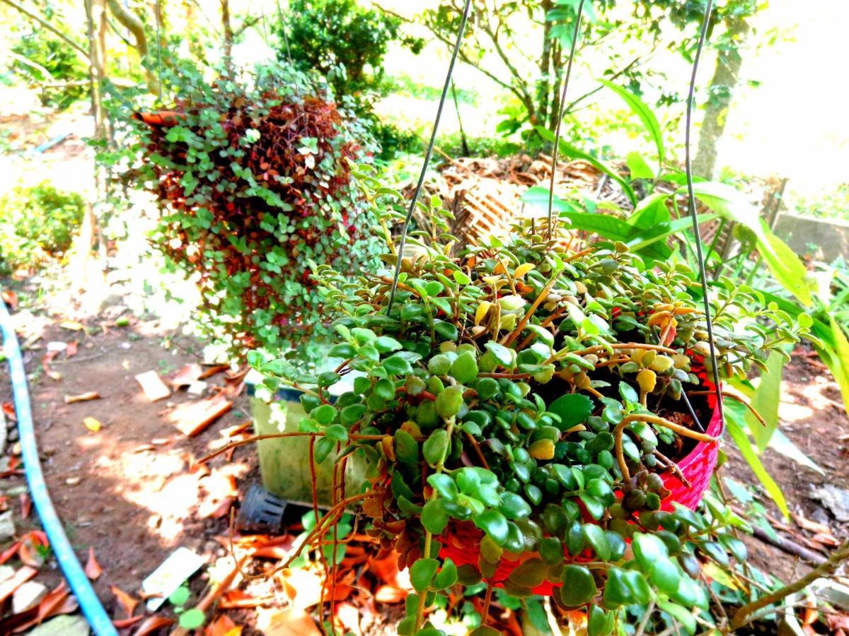 Coco Happy Farm Villa Ben Tre Exteriör bild