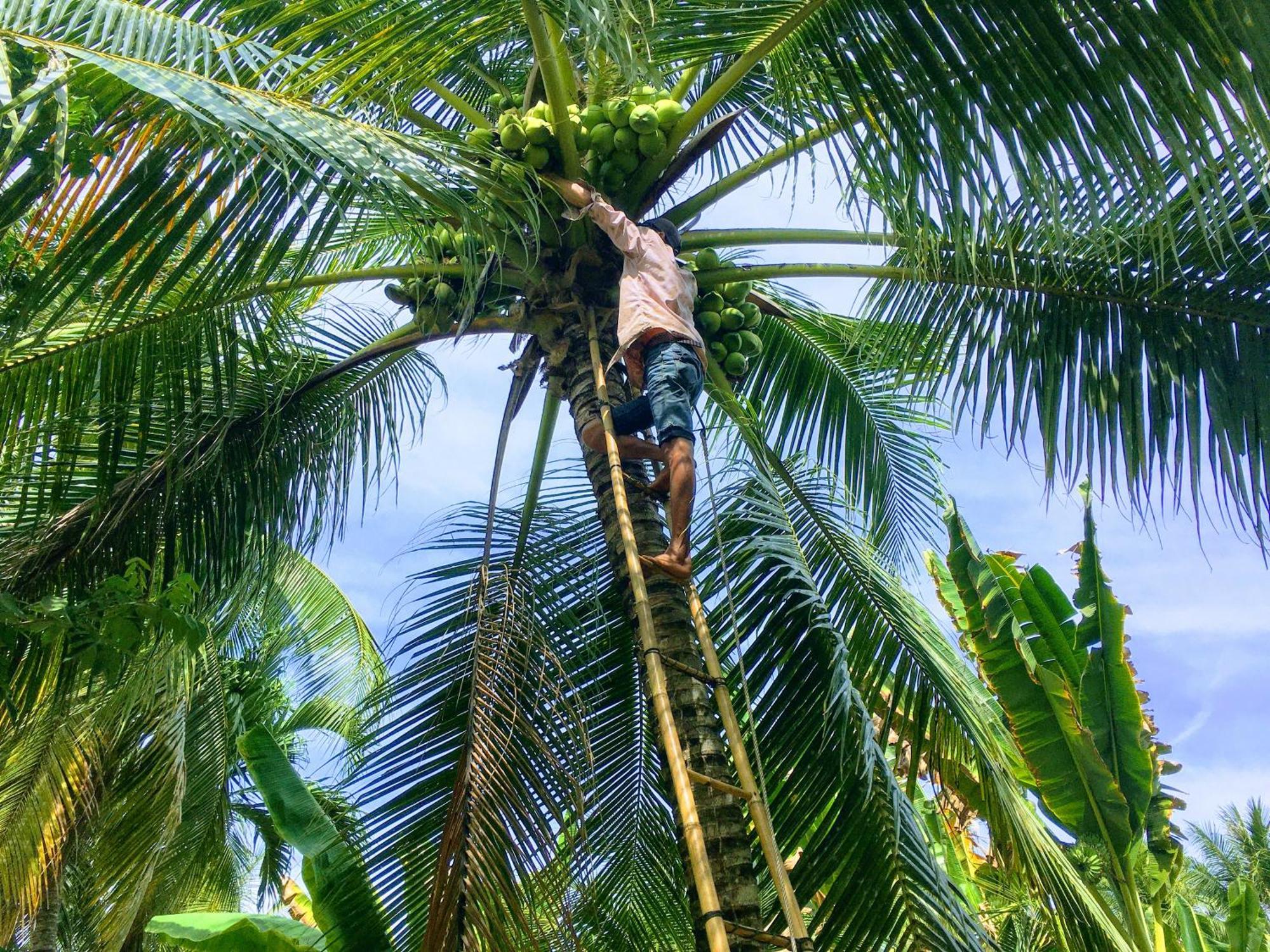 Coco Happy Farm Villa Ben Tre Exteriör bild